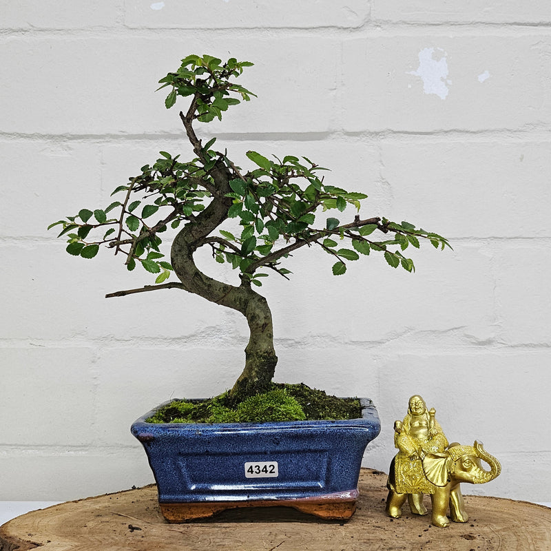 Chinese Elm (Ulmus Parvifolia) Bonsai Tree | Shaped | In 15cm Pot