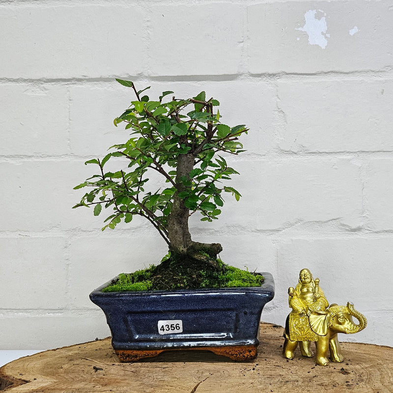 Chinese Elm (Ulmus Parvifolia) Bonsai Tree | Broom | In 15cm Pot