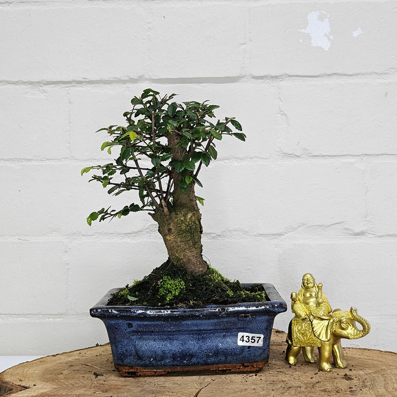 Chinese Elm (Ulmus Parvifolia) Bonsai Tree | Broom | In 15cm Pot