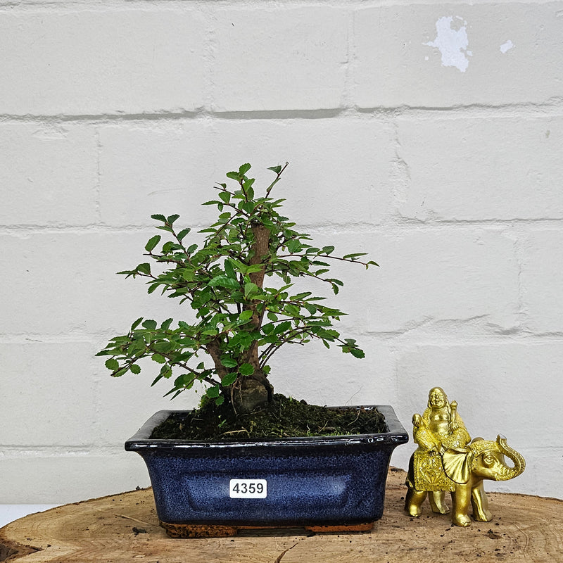 Chinese Elm (Ulmus Parvifolia) Bonsai Tree | Broom | In 15cm Pot