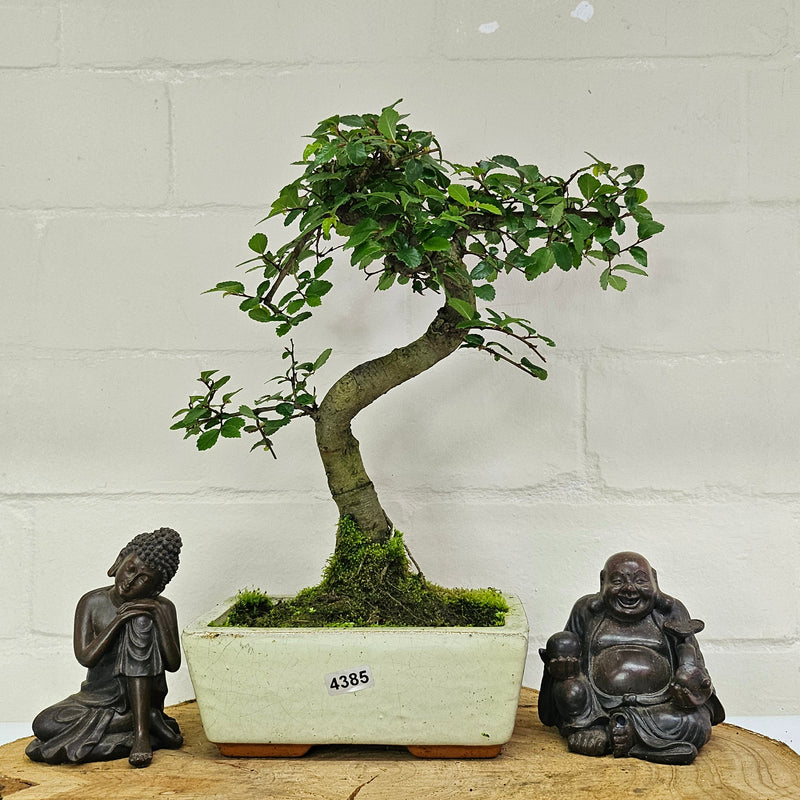 Chinese Elm (Ulmus Parvifolia) Bonsai Tree | Shaped | In 15cm Pot