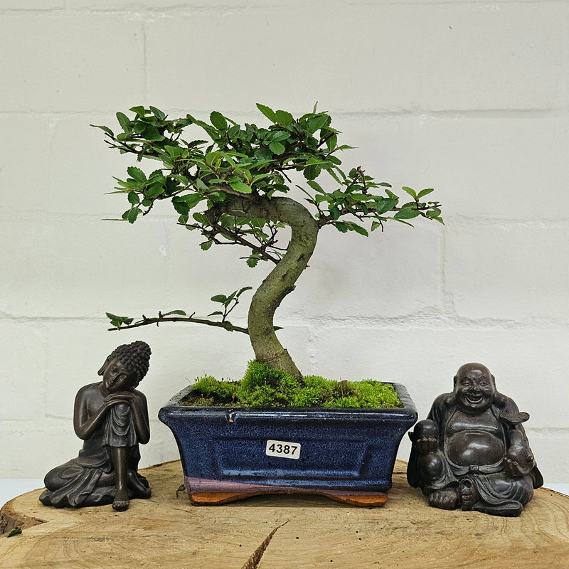 Chinese Elm (Ulmus Parvifolia) Bonsai Tree | Shaped | In 15cm Pot