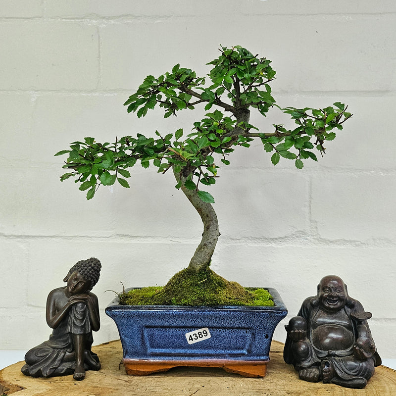 Chinese Elm (Ulmus Parvifolia) Bonsai Tree | Shaped | In 15cm Pot