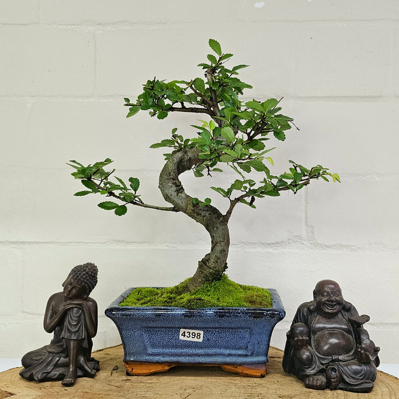 Chinese Elm (Ulmus Parvifolia) Bonsai Tree | Shaped | In 15cm Pot