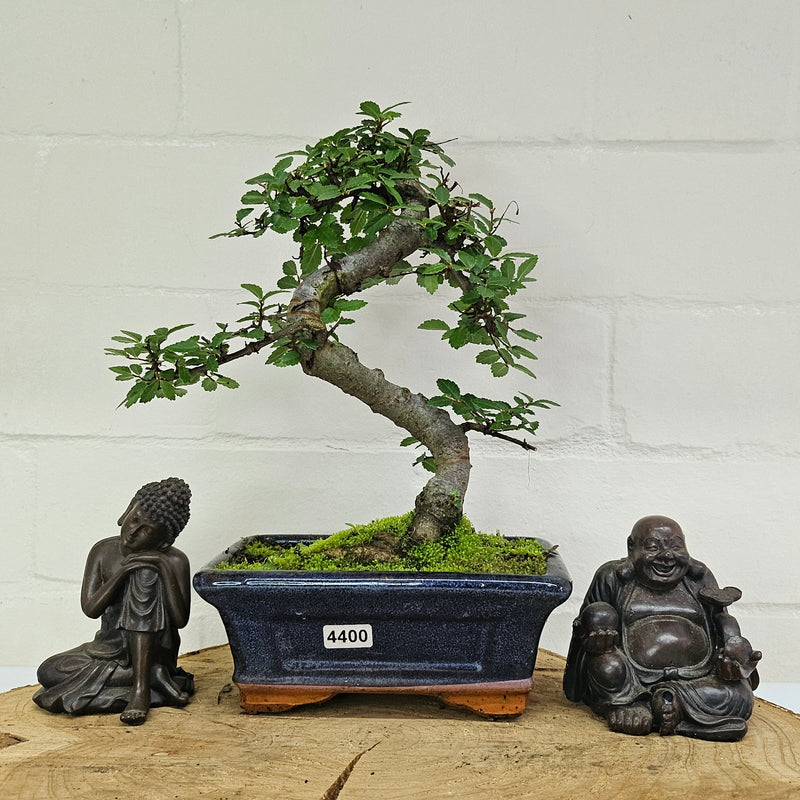 Chinese Elm (Ulmus Parvifolia) Bonsai Tree | Shaped | In 15cm Pot