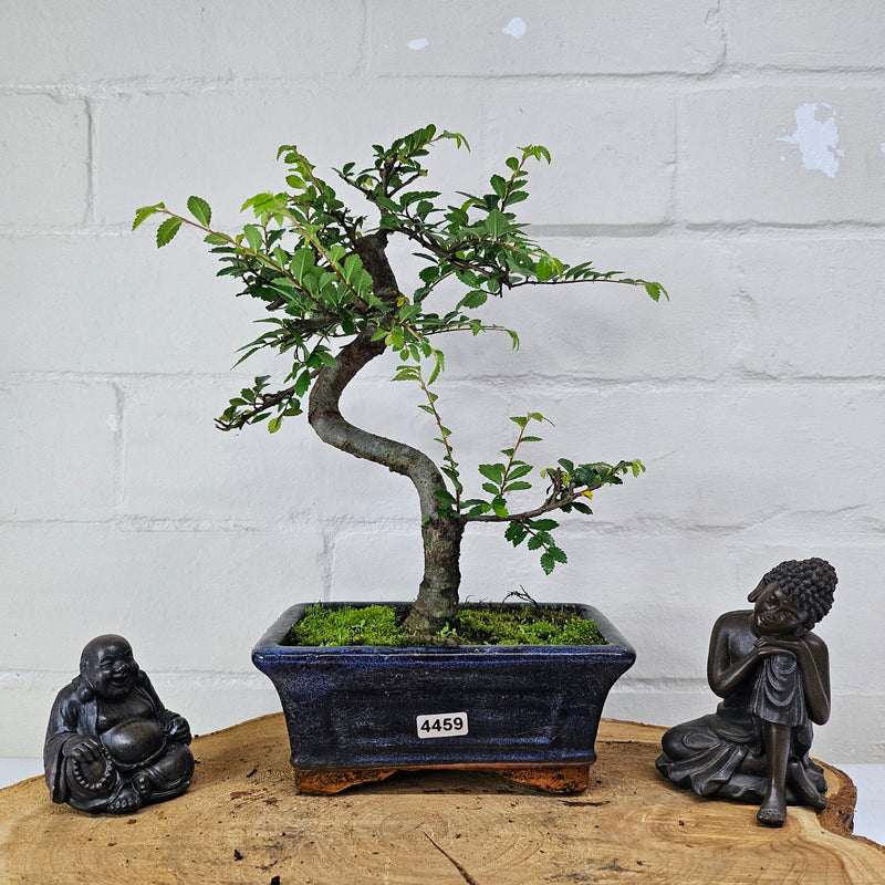Chinese Elm (Ulmus Parvifolia) Bonsai Tree | Shaped | In 15cm Pot