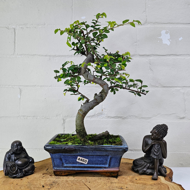 Chinese Elm (Ulmus Parvifolia) Bonsai Tree | Shaped | In 15cm Pot