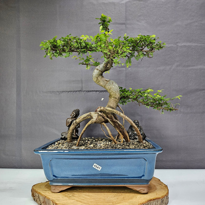 Chinese Elm (Ulmus Parvifolia) Bonsai Tree | Shaped | In 30cm Pot