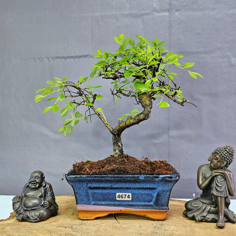 Chinese Elm (Ulmus Parvifolia) Bonsai Tree | Shaped | In 15cm Pot