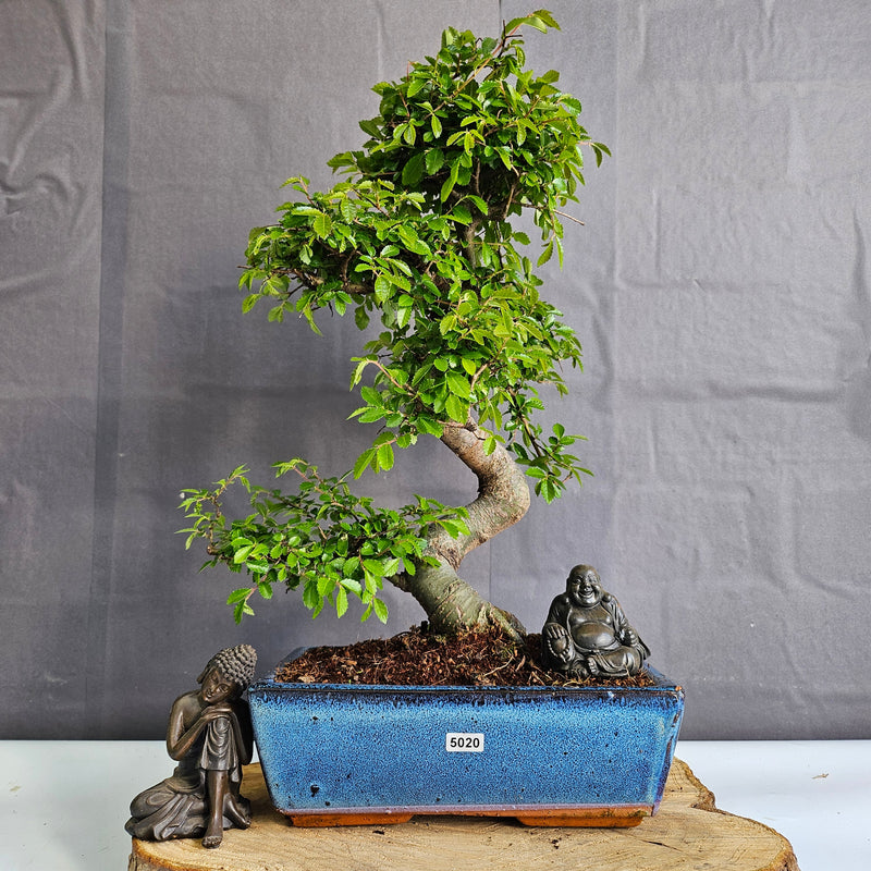 Chinese Elm (Ulmus Parvifolia) Bonsai Tree | Shaped | In 25cm Pot