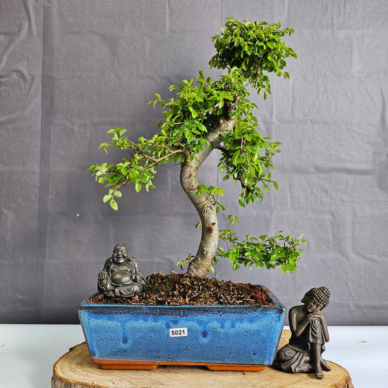 Chinese Elm (Ulmus Parvifolia) Bonsai Tree | Shaped | In 25cm Pot