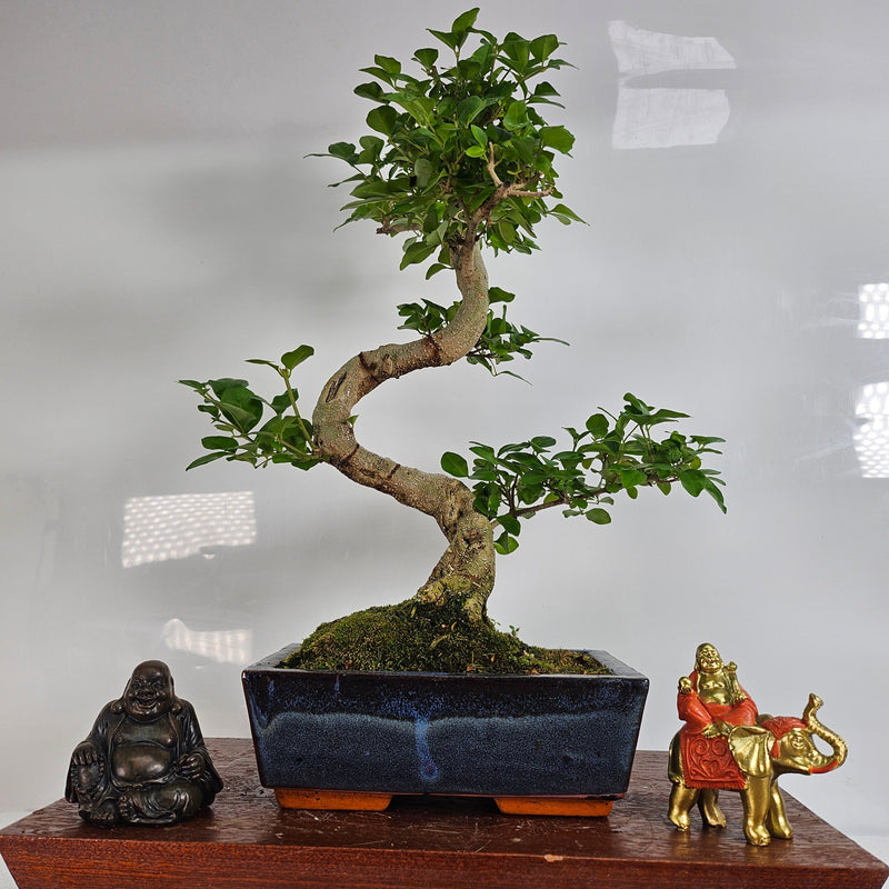 Chinese Privet (Ligustrum Sinense) Bonsai Tree | Shaped | In 20cm Pot