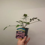 Sambucus nygra 'Black Beauty' 9cm / 3L -