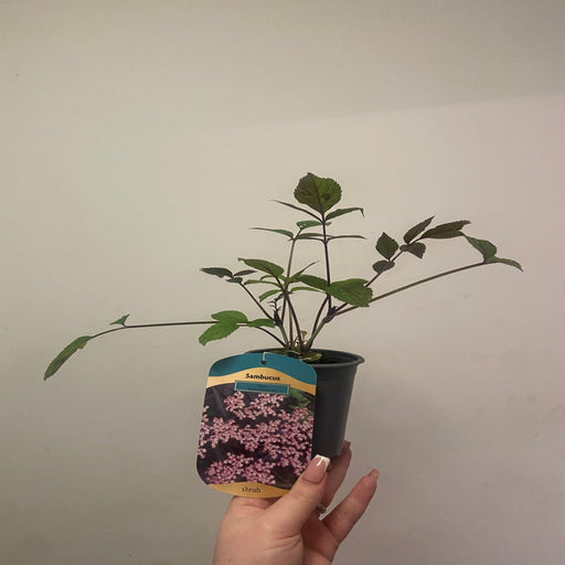 Sambucus nygra 'Black Beauty' 9cm / 3L -