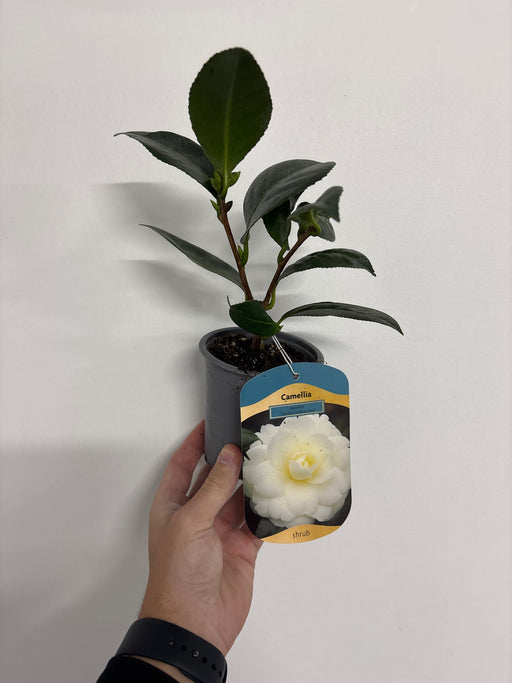 Camellia japonica 'Golden Anniversary' 9cm, 20-30cm height -
