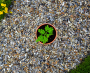 20mm Moonstone Flint Gravel Chippings - Home & Garden > Lawn & Garden > Gardening Gravel