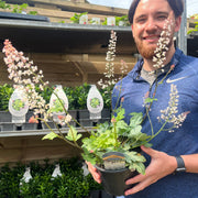 Heuchera 'White Revolution' 2L -