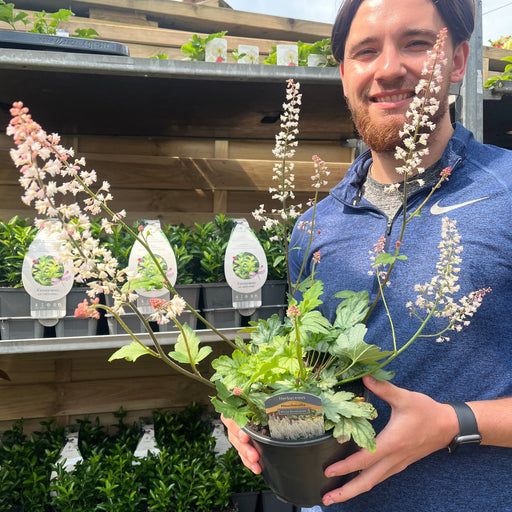 Heuchera 'White Revolution' 2L -