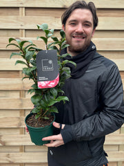 Camellia japonica 'Princess Bacchiocci' 40-50cm -