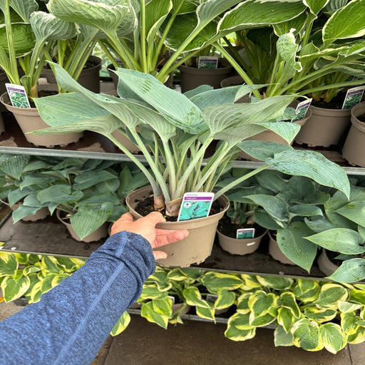 Hosta 'Halcyon' 9cm/1.5L/2L -