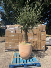 Olive Tree 45L 1.5-1.8m + Teracotta Pot + Soil + Gravel