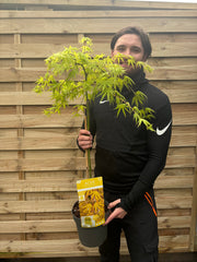 Acer palmatum 'Cascade Citrine' Standard (100cm) -