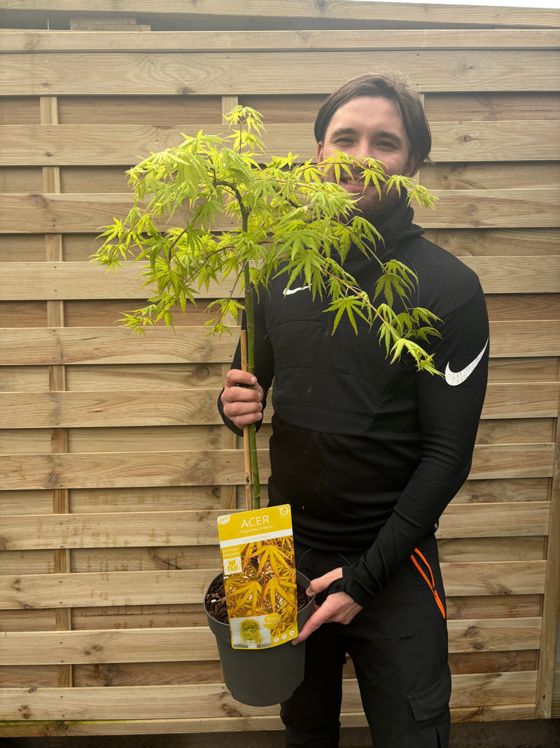 Acer palmatum 'Cascade Citrine' Standard (100cm) -