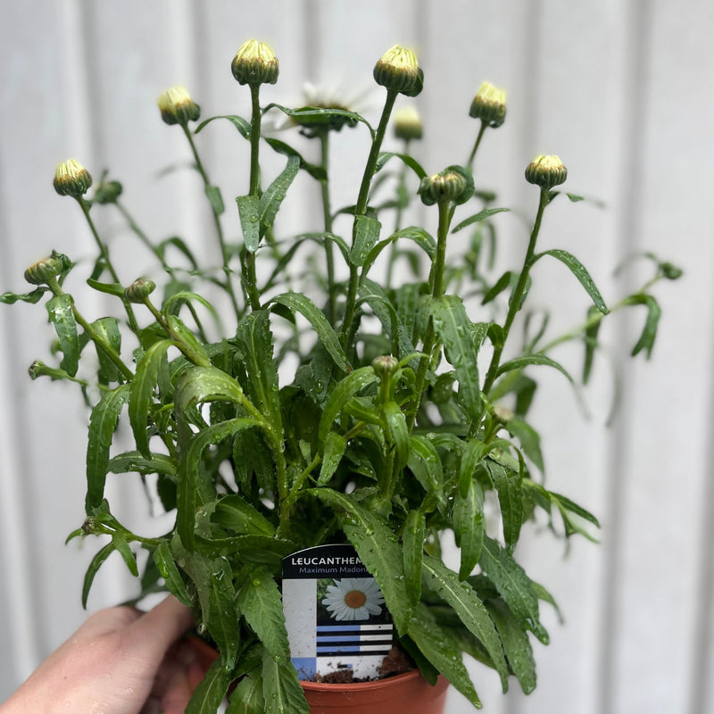 Leucanthemum x superbum Madonna' 9cm/1.5L -