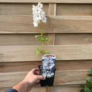 Delphinium 'Magic Fountain White Dark Bee' 9cm/1.5L -