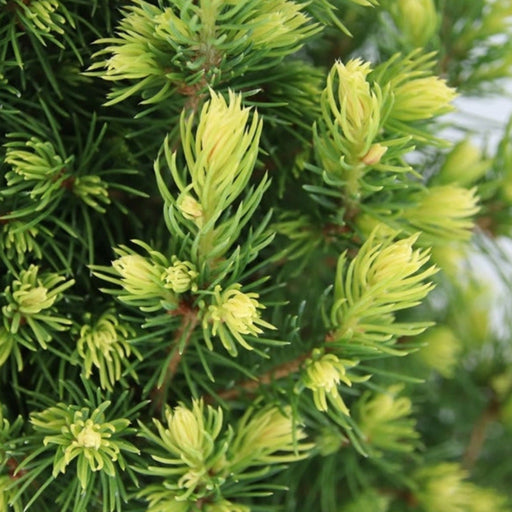 Picea glauca 'Rainbows End' 3L -