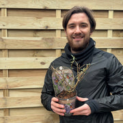 Buddleja 'Butterfly Candy Little Lila' 9cm/1L/3L -