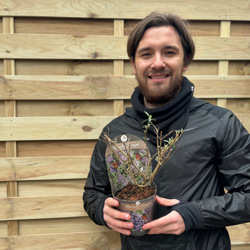 Buddleja 'Butterfly Candy Little Lila' 9cm/1L/3L -