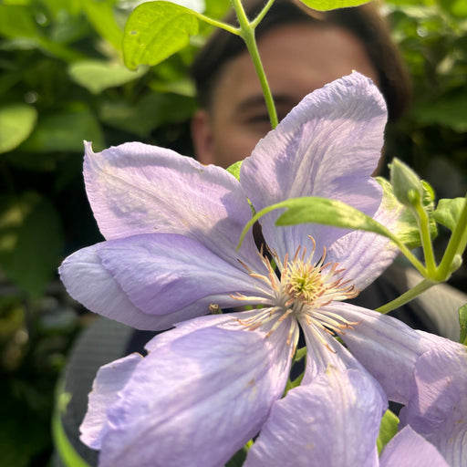Clematis 'Mrs. Cholmondeley' 60cm -
