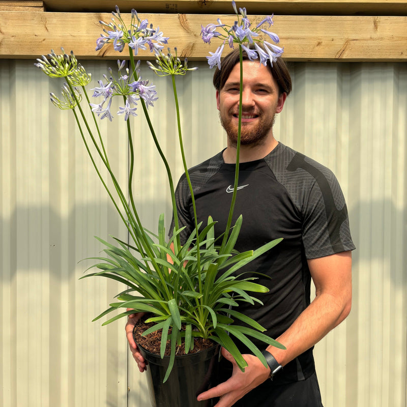 Agapanthus 'Dr Brouwer' 5L -