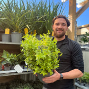 Euonymus fortunei 'Golden Harlequin' 5L -