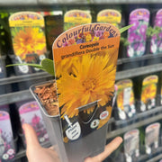 Coreopsis grandiflora Double the Sun 9cm-3L -