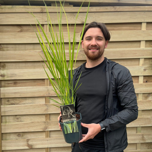 Panicum virigatum Northwind 9cm / 2L / 12L -