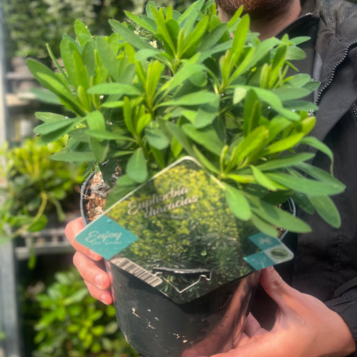 Euphorbia characias 'Wulfenii' 3L -