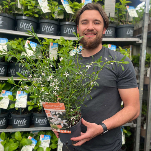 Eriostemon 'Flower Girl White' 2L