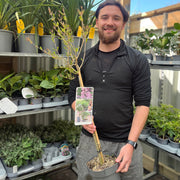 Half Standard Syringa meyeri 'Palibin' (Lilac) 3L (80-90cm inc. pot) -