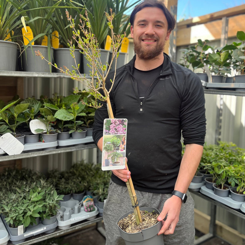 Half Standard Syringa meyeri 'Palibin' (Lilac) 3L (80-90cm inc. pot) -