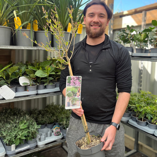 Half Standard Syringa meyeri 'Palibin' (Lilac) 3L (80-90cm inc. pot) -