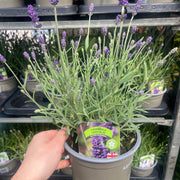 Lavandula angustifolia 'Lavici Blue' 1.5L -