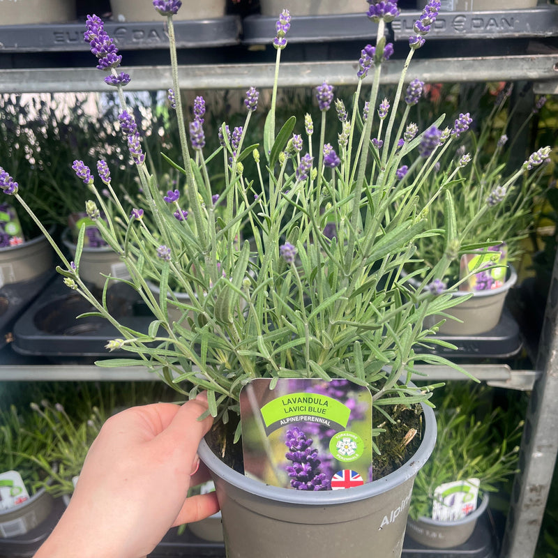 Lavandula angustifolia 'Lavici Blue' 1.5L -