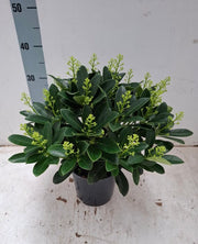 Skimmia japonica 'Finchy' 10.5cm / 2L / 5L -