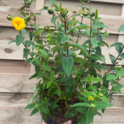 Hypericum Hidcote' 9cm / 3.5L