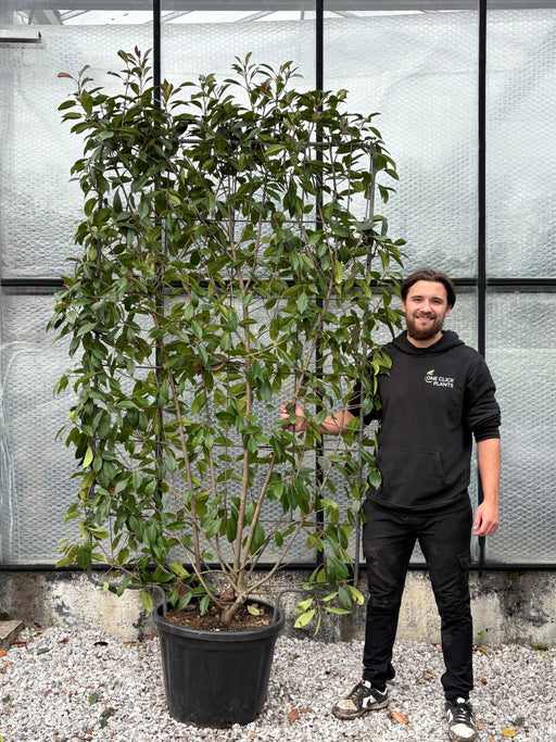 Photinia 'Red Robin' on frame 5ft / 6ft (Metal Frame) - Home & Garden