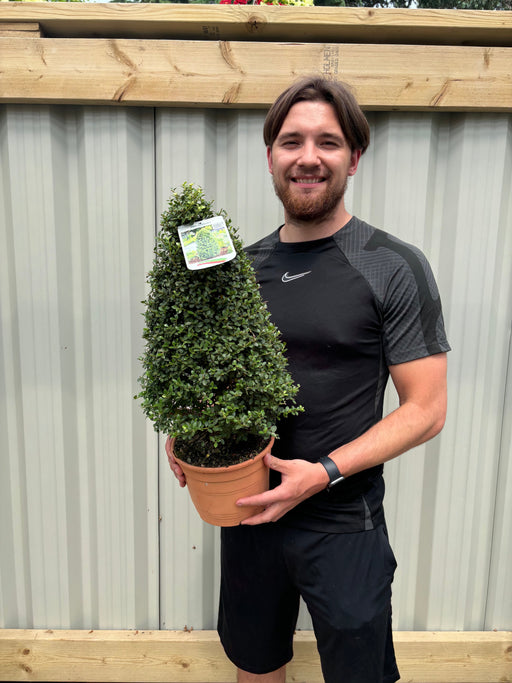 Ilex crenata 'Dark Green' Cone / Pyramid 3L -