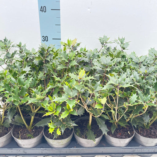 Osmanthus heterophyllus Purpureus (False Holly) -