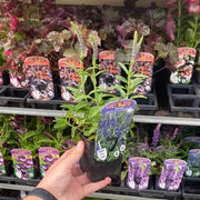 Veronica 'Anniversary Blue’ 9cm/2L -